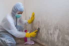 Professional Mold Removal & Remediation in Placentia, CA